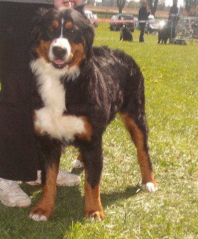 Dixy du domaine du roi richard - trés bon