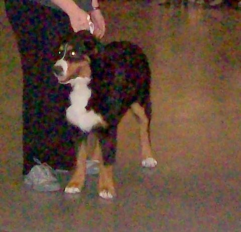 Dixy du domaine du roi richard - prometteur