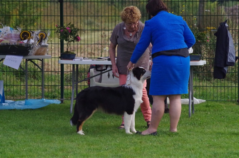 Joke You'll never walk alone - tres prometteur classe puppy mâles