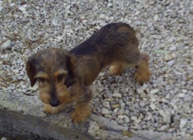 Publication : des pierres de jade