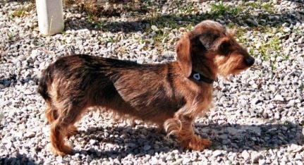 Publication : des pierres de jade