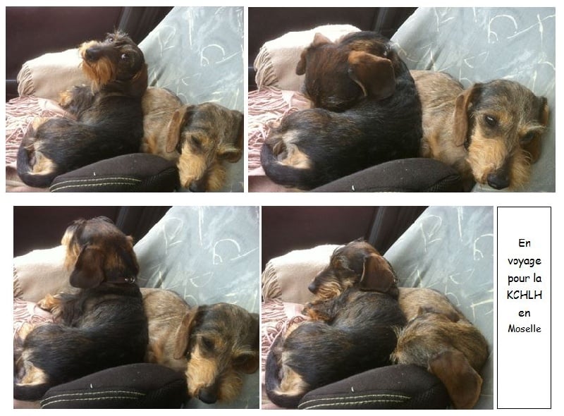 Publication : des pierres de jade