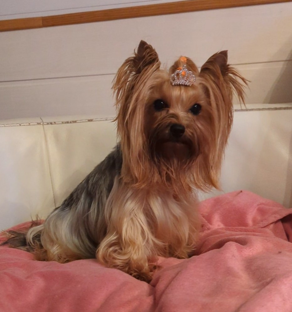 Oriana de La Vallee Des Roses Rouges