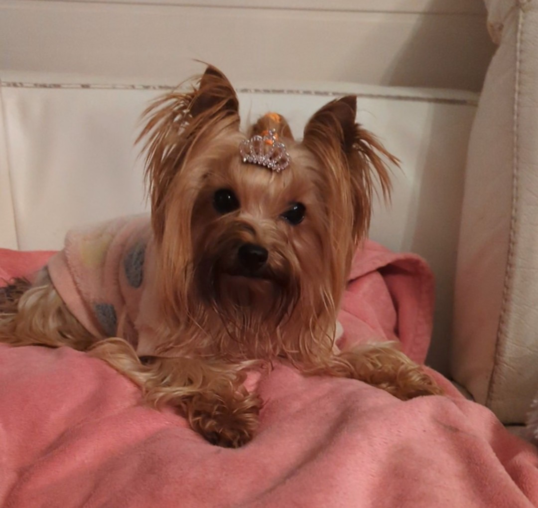 Oriana de La Vallee Des Roses Rouges