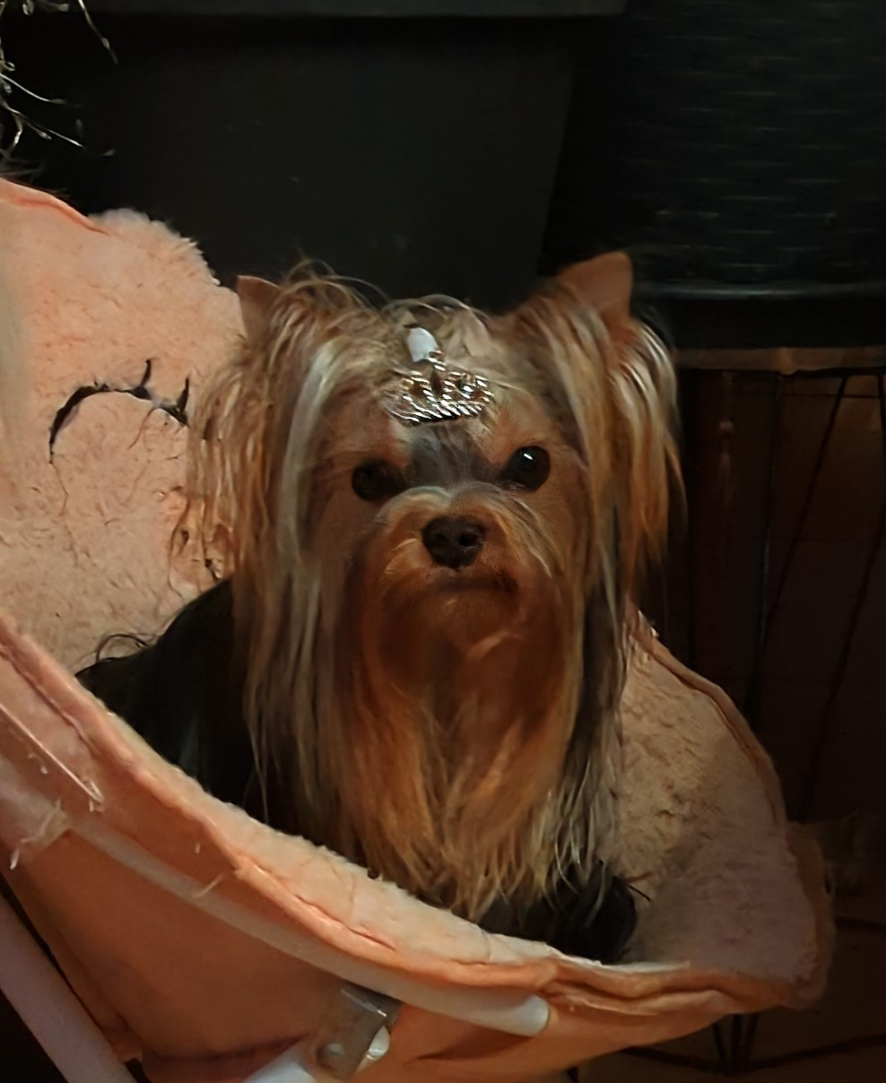 Annabelle de La Vallee Des Roses Rouges