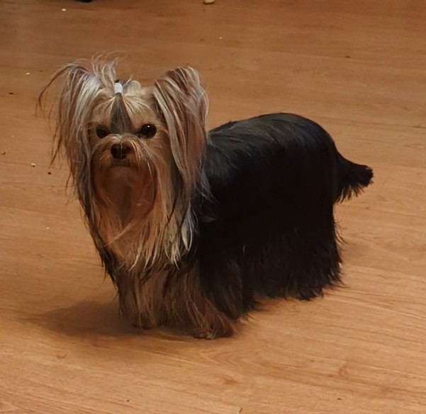 Annabelle de La Vallee Des Roses Rouges