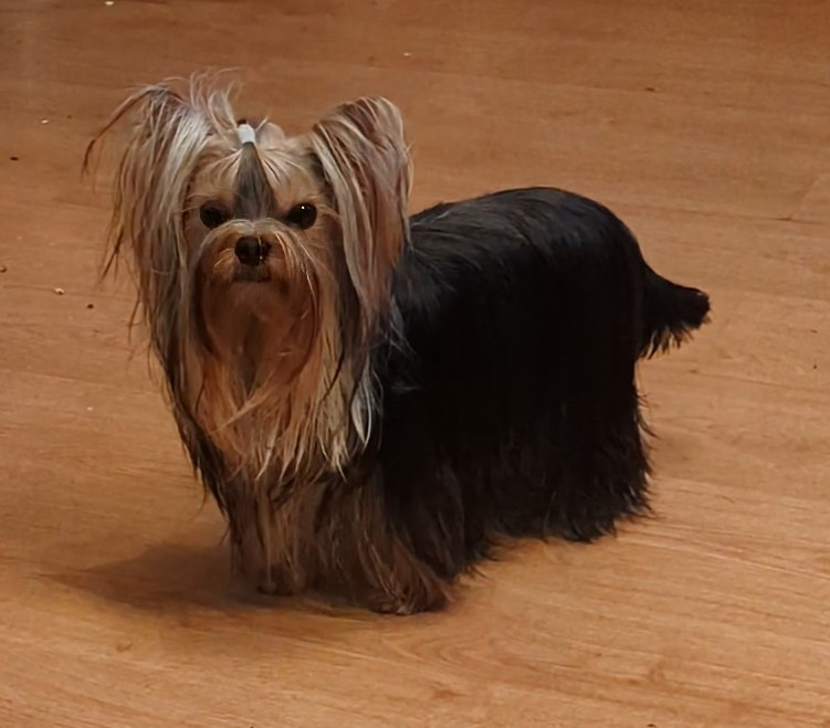 Annabelle de La Vallee Des Roses Rouges