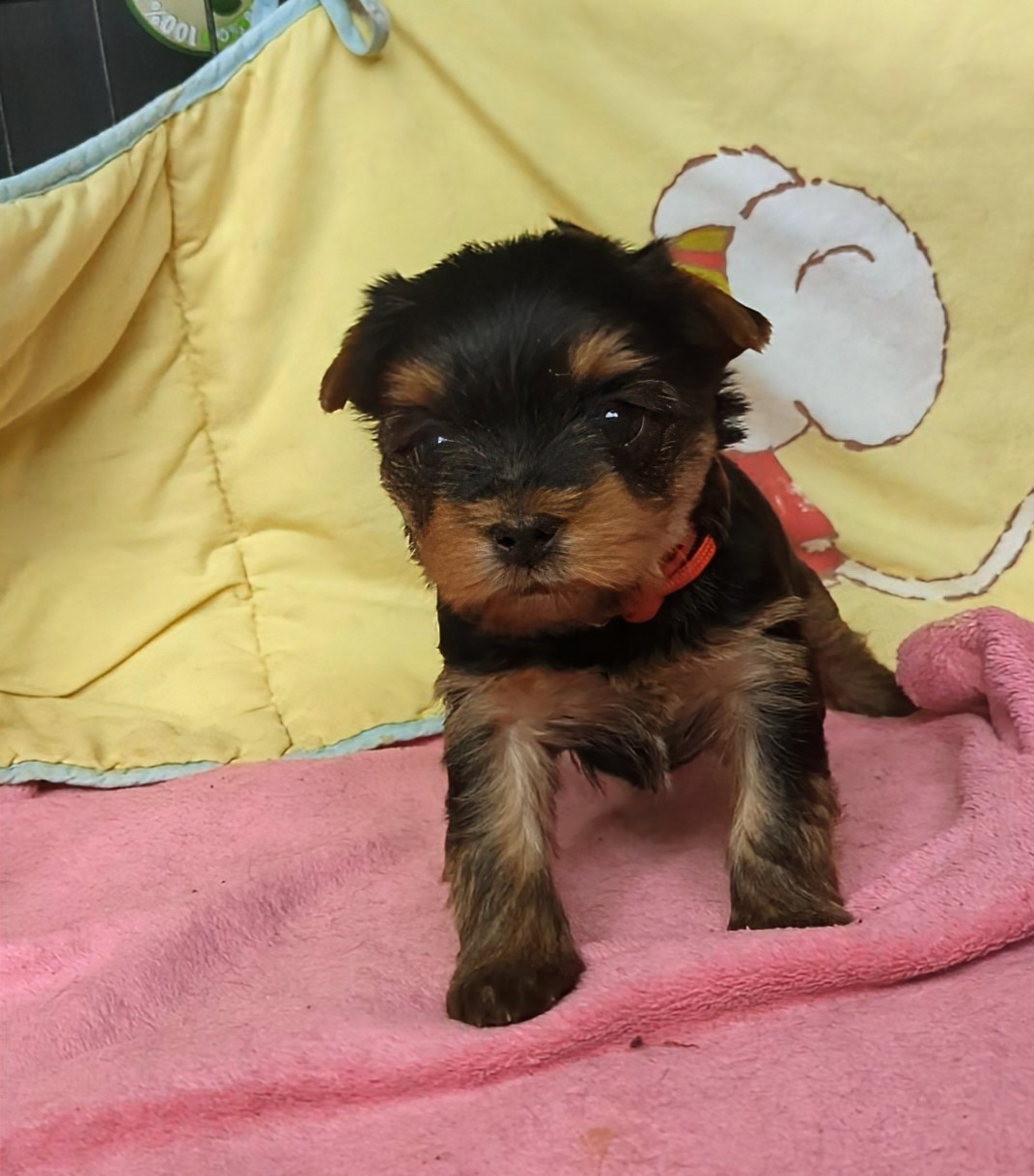 Aragon collier rouge