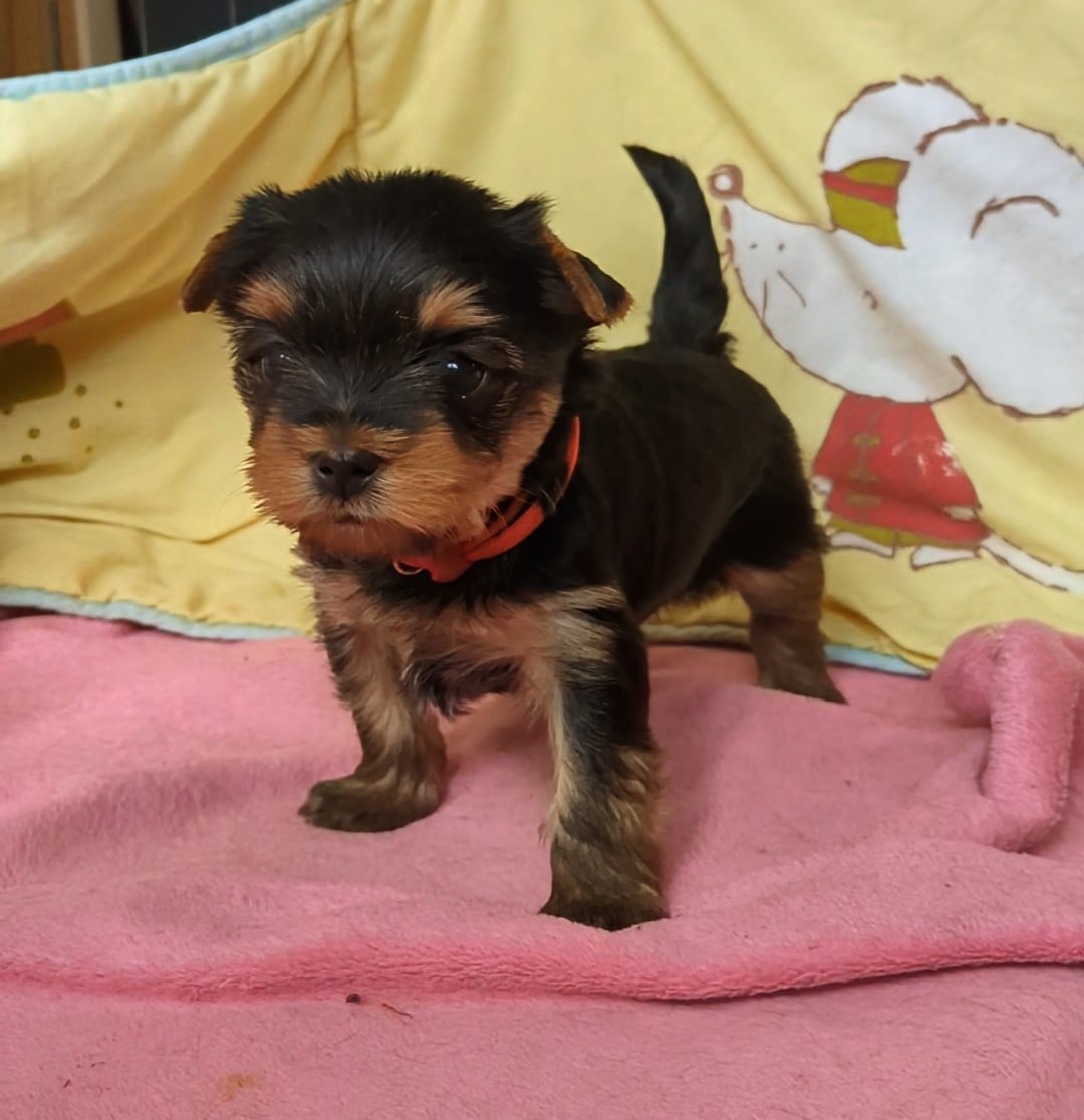 Aragon collier rouge