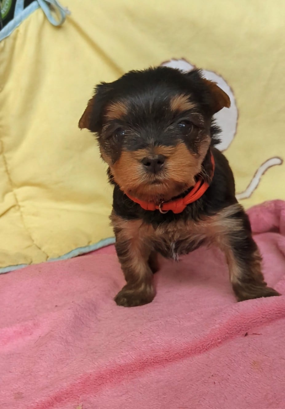 Aragon collier rouge