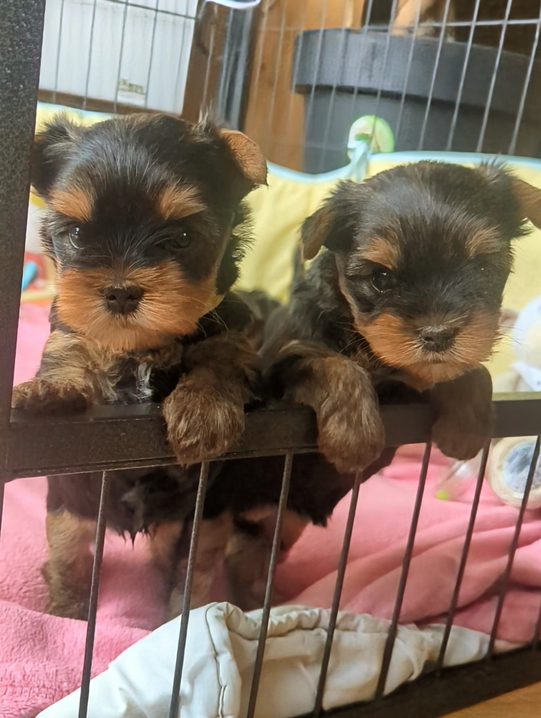 Chiots collier jaune