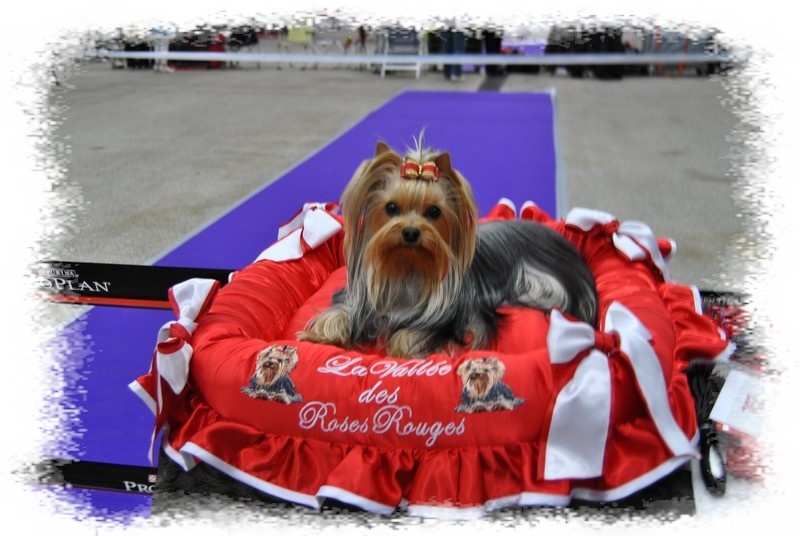 Fantasia de la palmeraie du couloumé - 2eme excellent sur 9 femelles