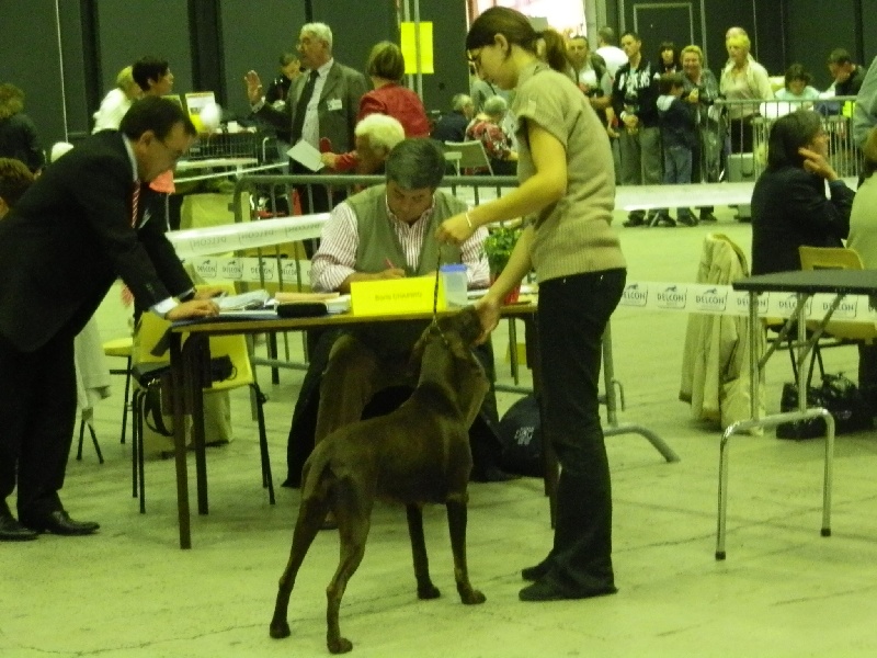 Galina De La Vallée De Brownwhite - 1er excellent meilleur jeune