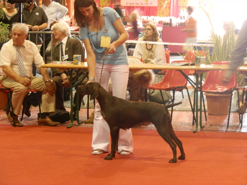 Galina De La Vallée De Brownwhite - 1er excellent meilleur jeune 1er du 7ème groupe