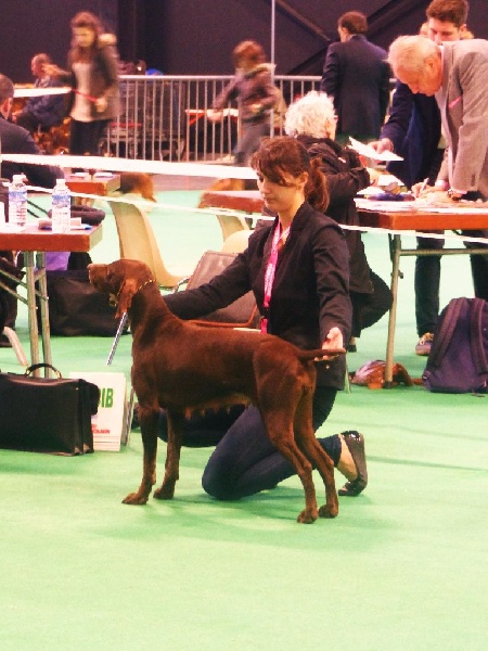 Galina De La Vallée De Brownwhite - RCACIB 2éme excellent