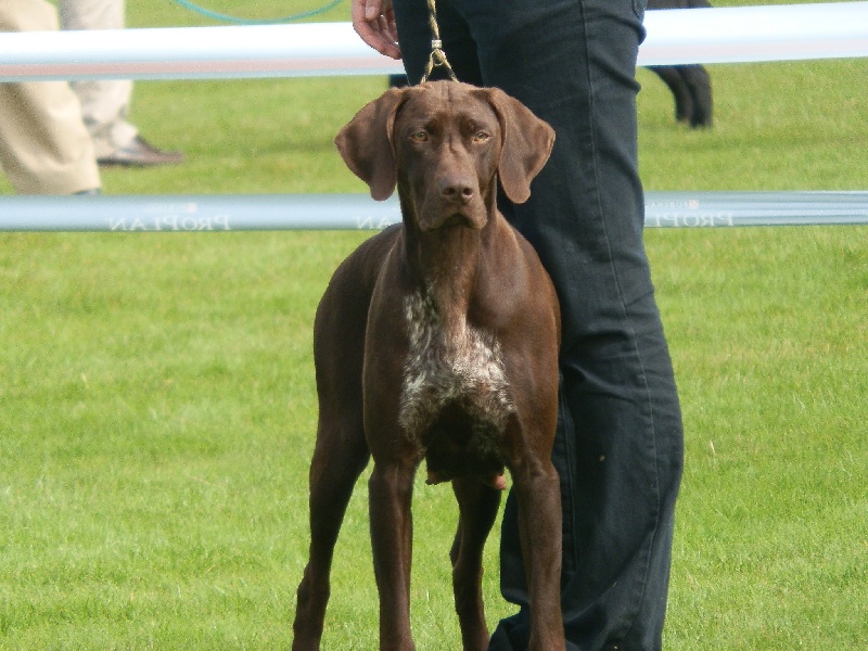 Galina De La Vallée De Brownwhite - 1er excellent