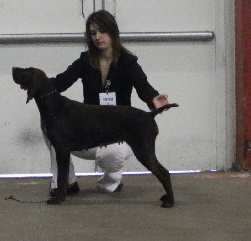 Galina De La Vallée De Brownwhite - 1er excellent CACS CACIB