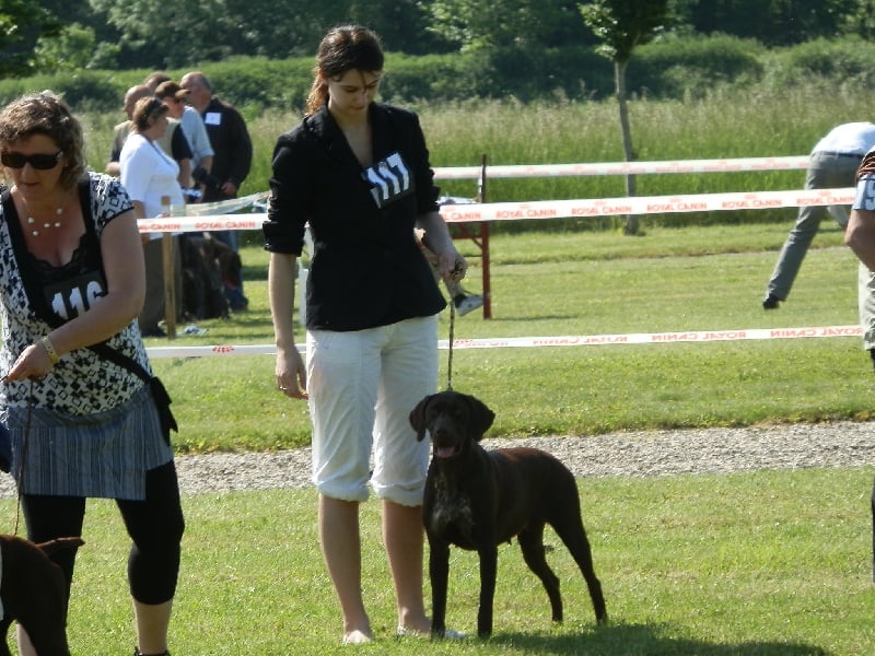 Galina De La Vallée De Brownwhite - excellent classe jeune femelle
