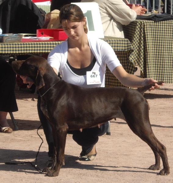 Galina De La Vallée De Brownwhite - 1ex cacs meilleur de race