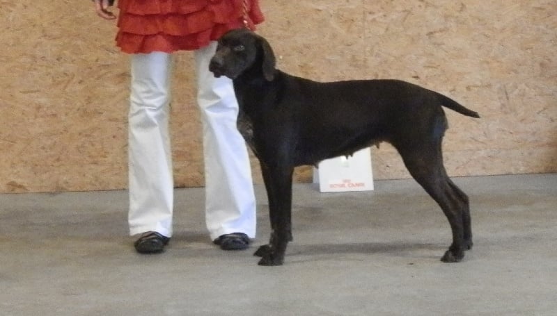 Galina De La Vallée De Brownwhite - 1ER EXCELLENT cacs