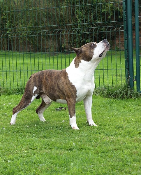 Publication : Of Passion Amstaff Auteur : Of passion Amstaff