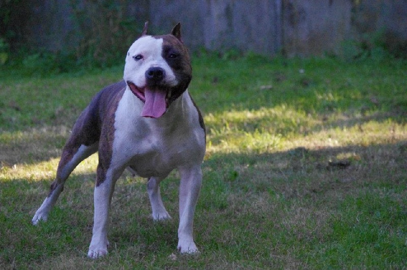Elishka Of Passion Amstaff 