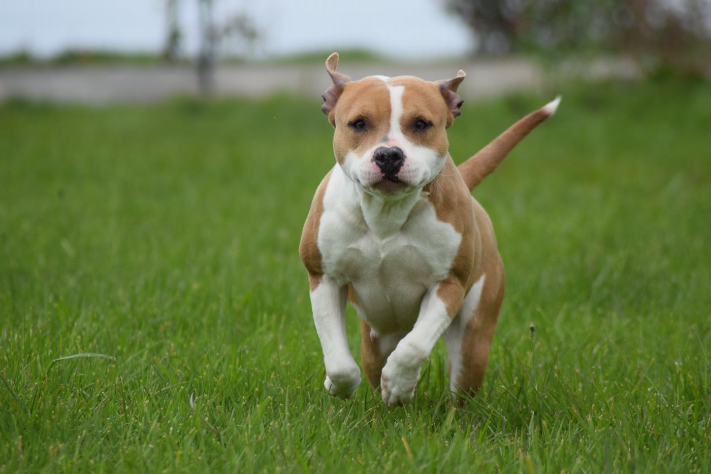 Publication : Of Passion Amstaff