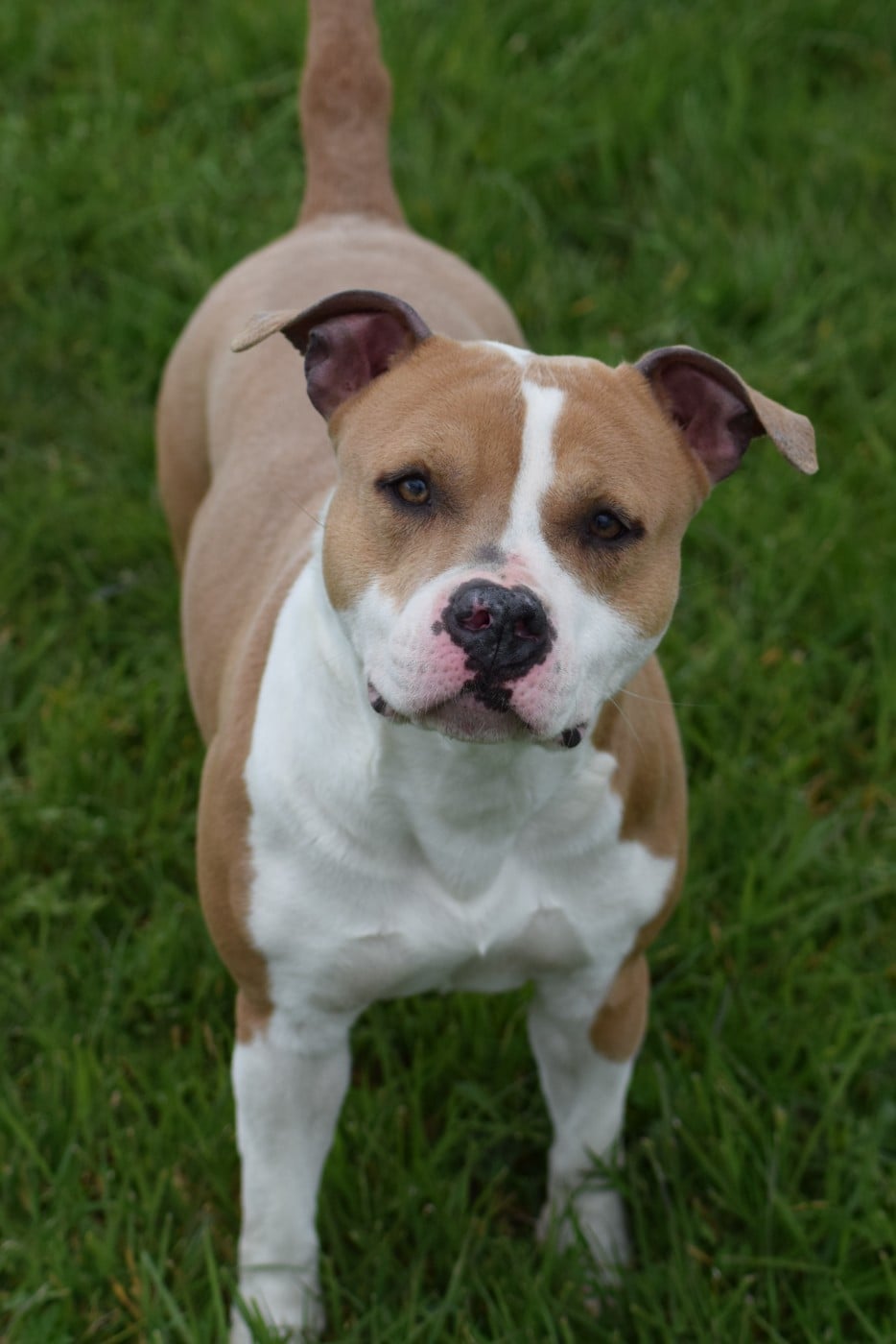 Publication : Of Passion Amstaff