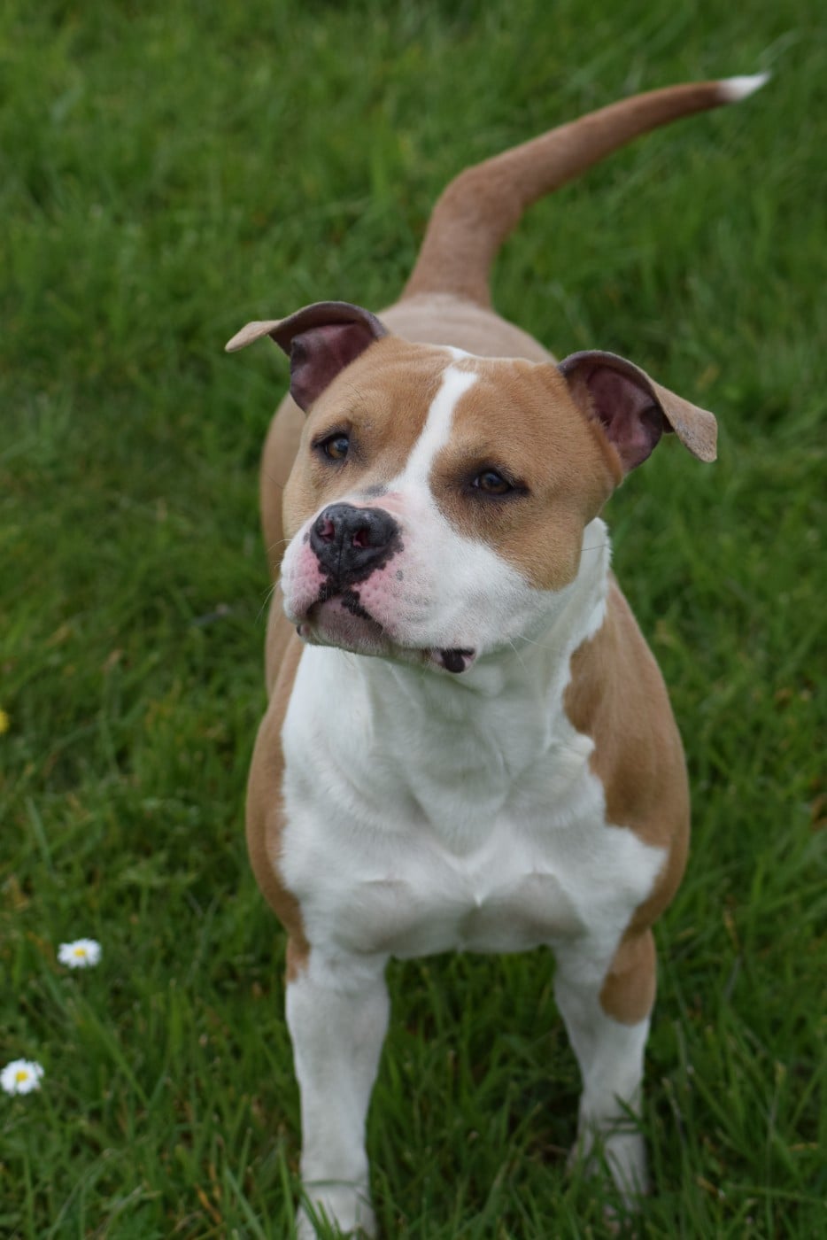 Publication : Of Passion Amstaff