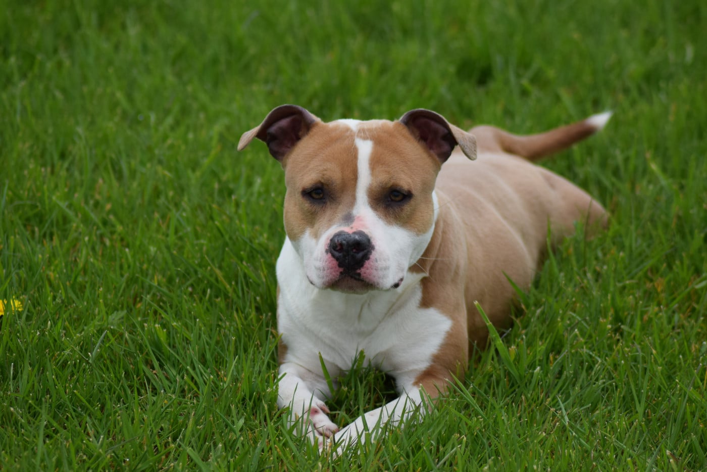 Publication : Of Passion Amstaff