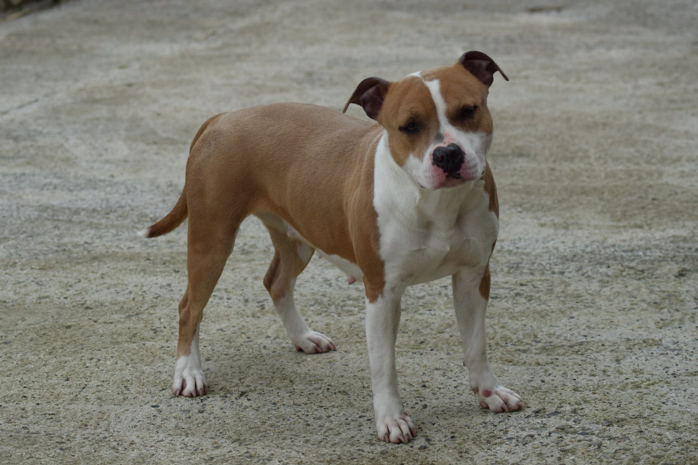 Publication : Of Passion Amstaff