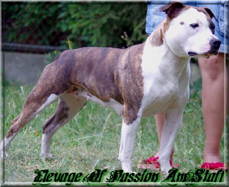 Elishka Of Passion Amstaff 