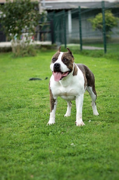 Publication : Of Passion Amstaff Auteur : Of passion Amstaff