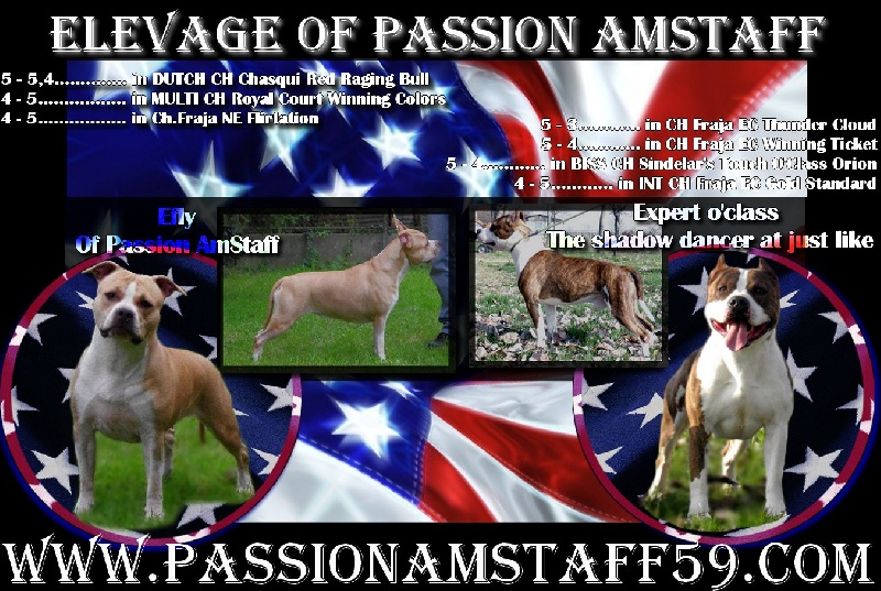 Publication : Of Passion Amstaff Auteur : Of passion Amstaff