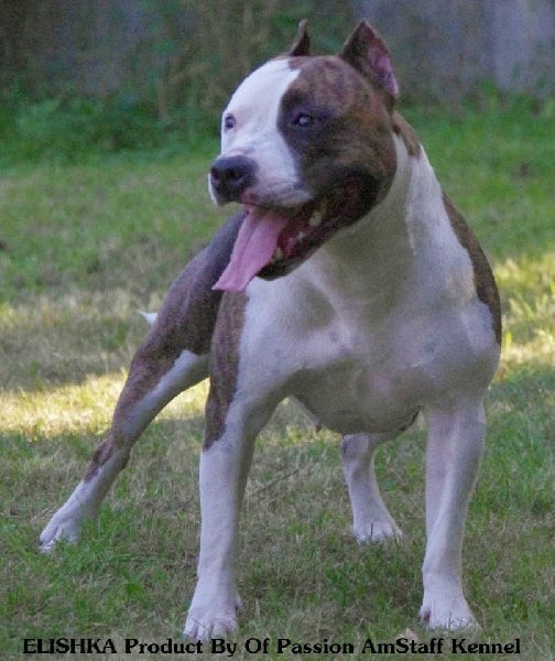 Elishka Of Passion Amstaff 