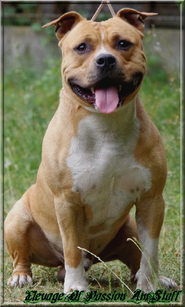 Publication : Of Passion Amstaff Auteur : Elevage Passion AmStaff