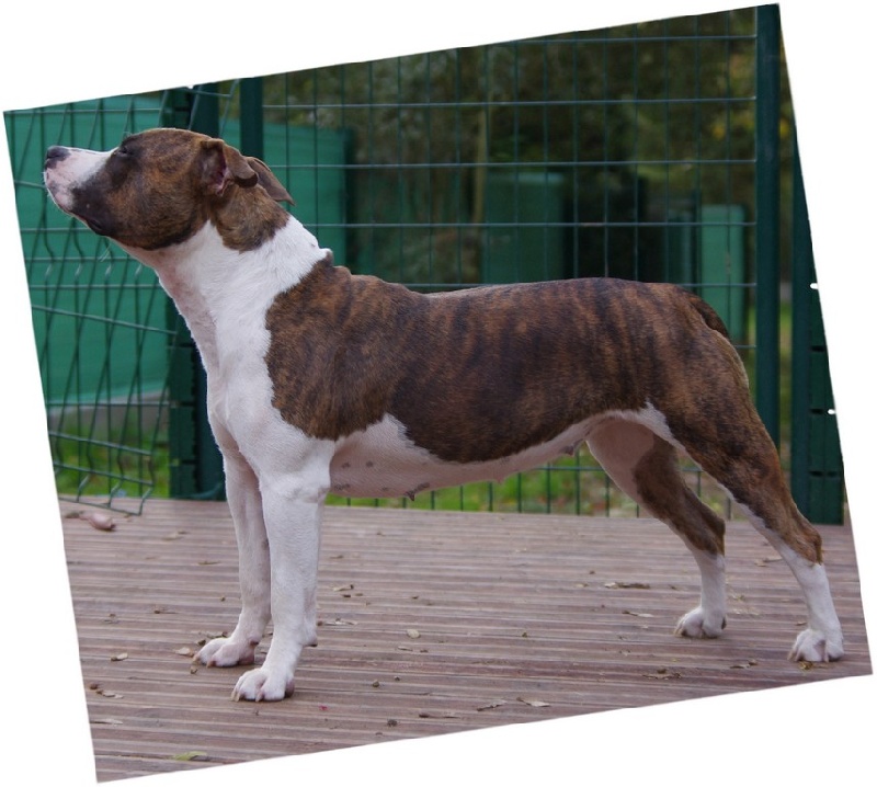 Elishka Of Passion Amstaff 