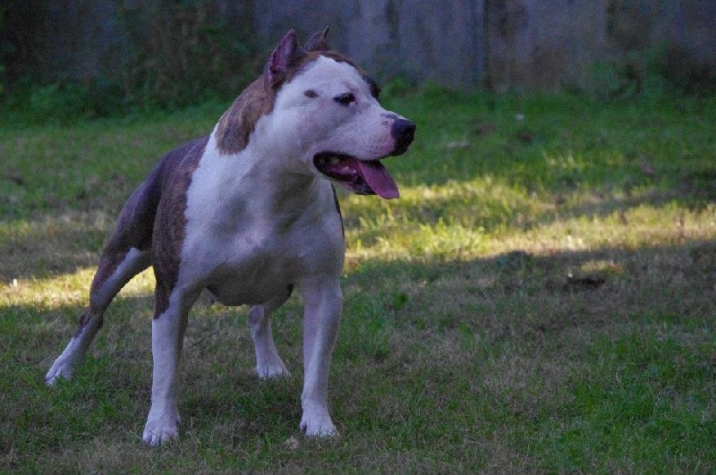 Elishka Of Passion Amstaff 