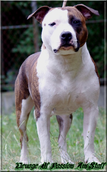 Elishka Of Passion Amstaff 