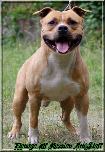 Publication : Of Passion Amstaff Auteur : Elevage Passion AmStaff