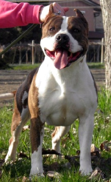 Publication : Of Passion Amstaff Auteur : Of passion Amstaff