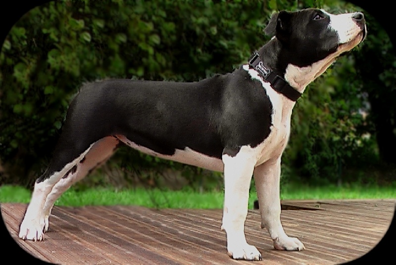 Publication : Of Passion Amstaff Auteur : Elevage Passion AmStaff