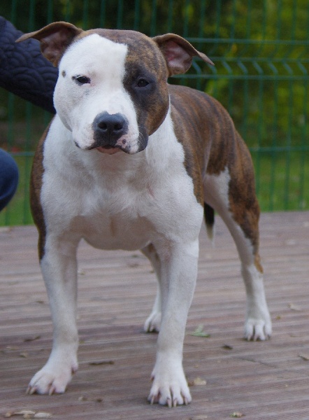 Elishka Of Passion Amstaff 