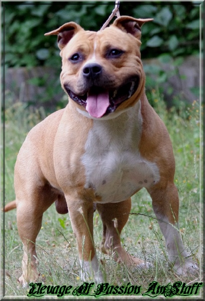 Publication : Of Passion Amstaff Auteur : Elevage Passion AmStaff