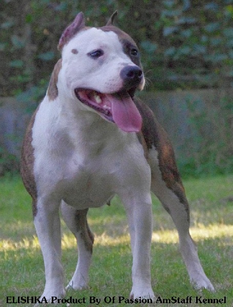Elishka Of Passion Amstaff 