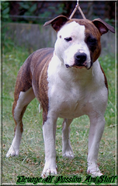 Elishka Of Passion Amstaff 