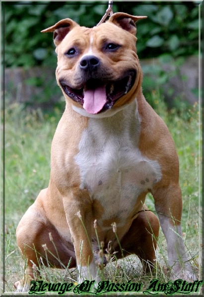Publication : Of Passion Amstaff Auteur : Elevage Passion AmStaff