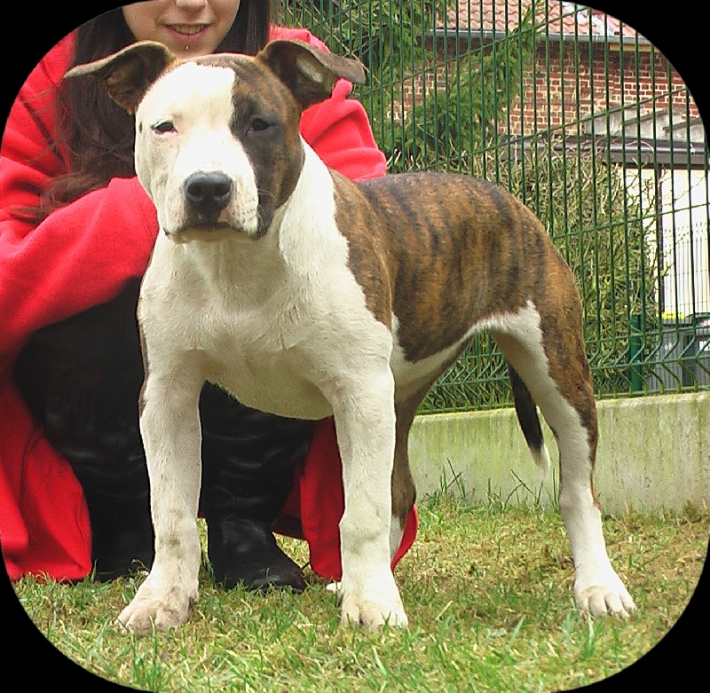 Elishka Of Passion Amstaff 