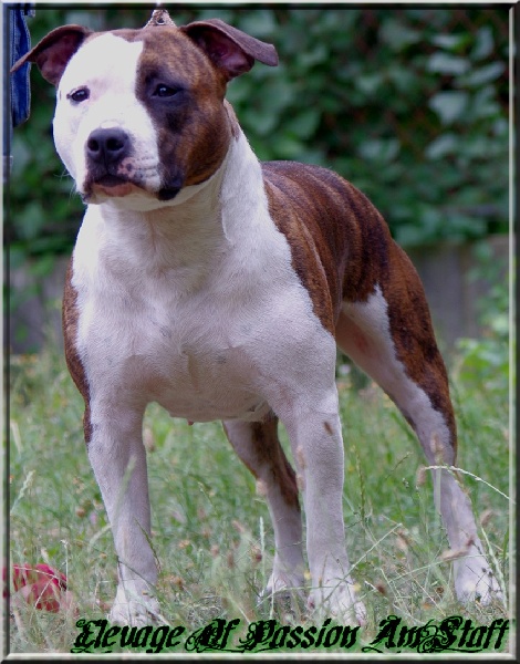 Elishka Of Passion Amstaff 