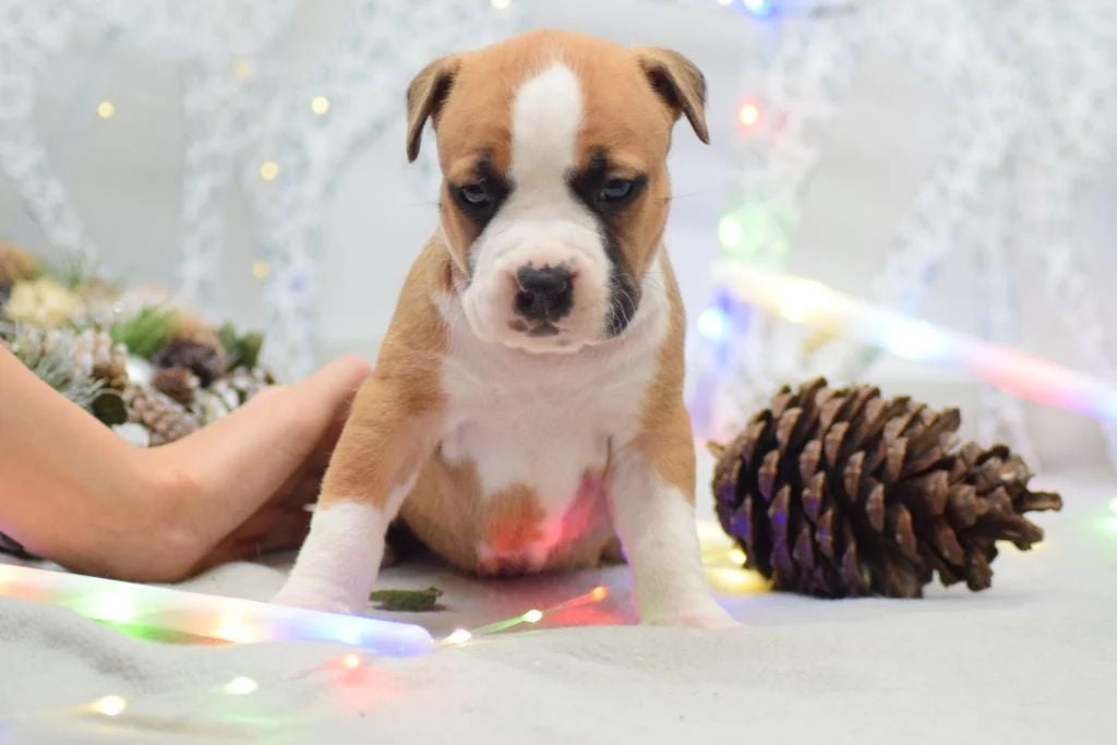 American Staffordshire Terrier - Chiots amstaff USA - Of Passion Amstaff 